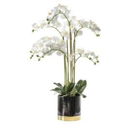 Orchid White with Black Gold Pot